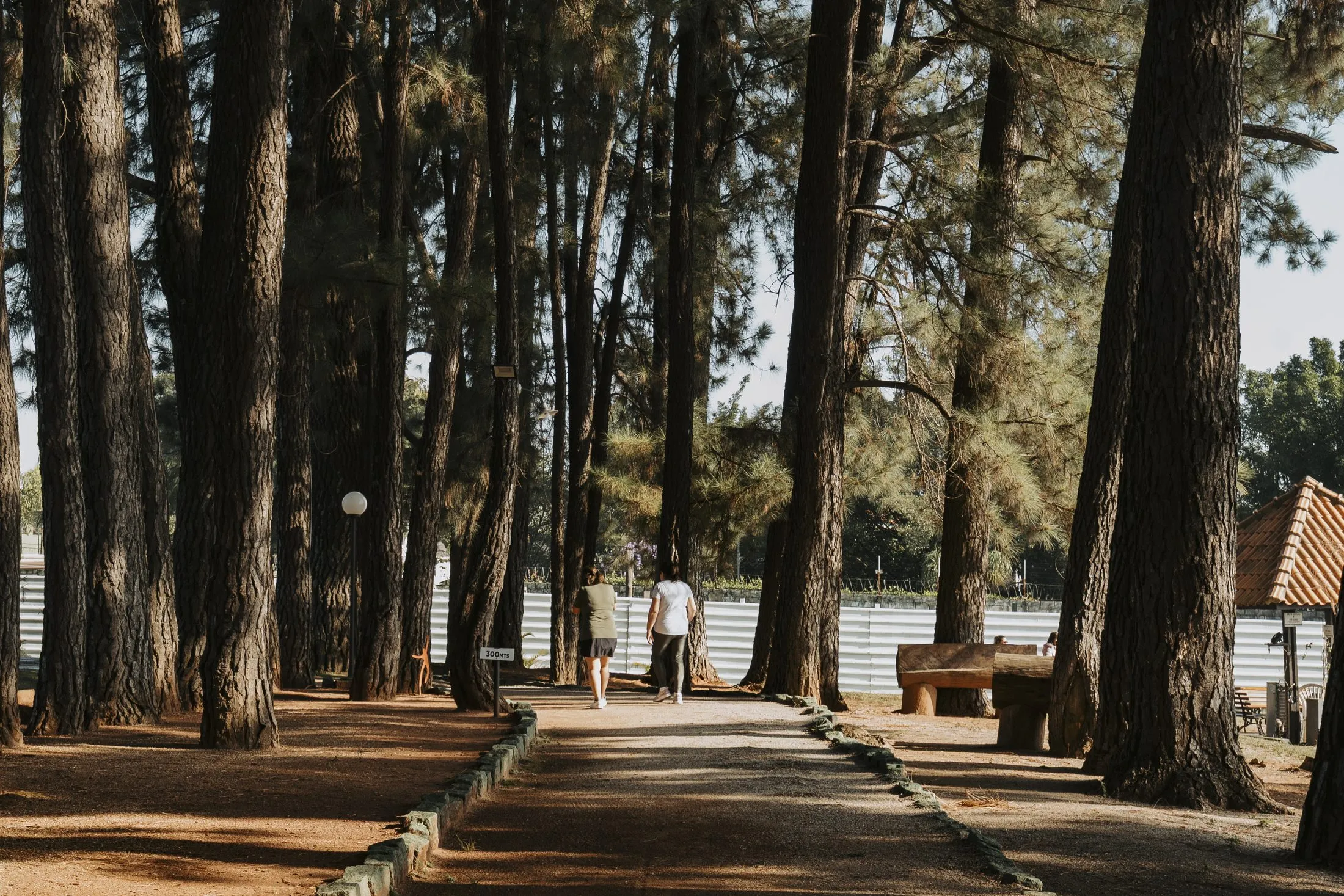 Alameda de pinheiros na área verde