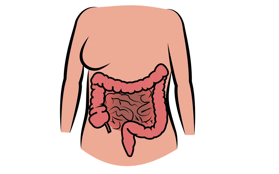 Comida Vegetariana e o intestino - Spa Sorocaba