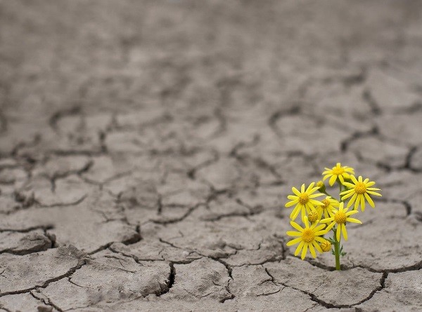 Resiliência e Bem-estar